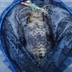 エギング釣行 その39